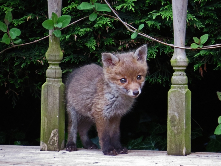 Fox Cub in a neighbour's garden by June Scott