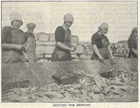 Black and white picture of young women gutting herring